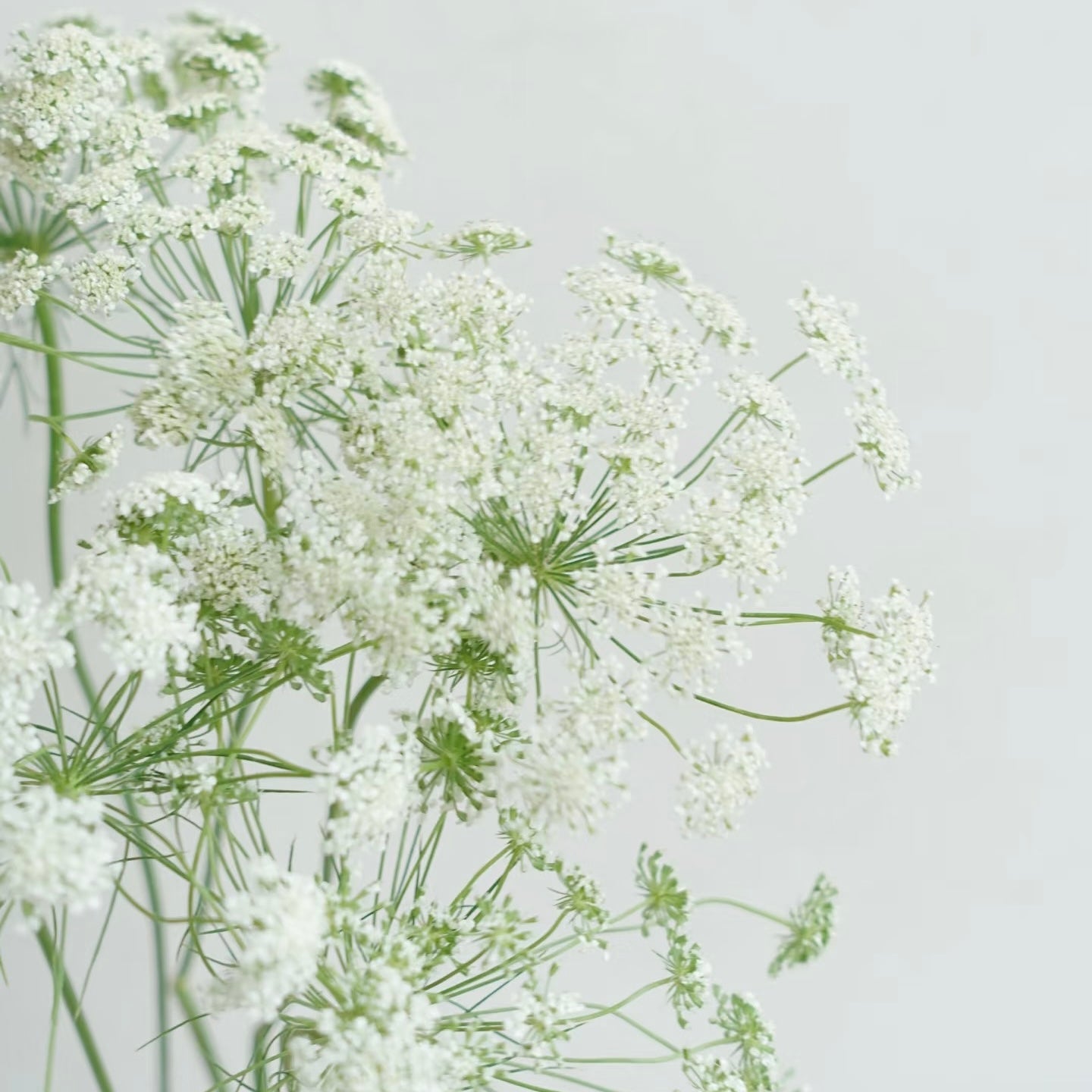 【夏セール10%off】【夏ヘアクリップ特集】❁雛菊×レースフラワー⊹꙳ヘアクリップ14kgf 透明感